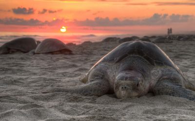 Philippine bill seeks to grant nature the same legal rights as humans